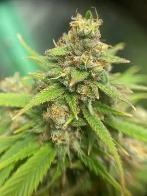 Jack Herer Feminized Cannabis Seeds