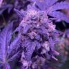 Granddaddy Purple Feminized Cannabis Strain