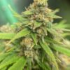 Jack Herer Feminized Cannabis Seeds