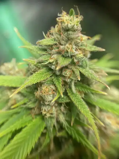 Jack Herer Feminized Cannabis Seeds