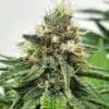 AK-47 Feminized Cannabis Seeds | AK 47 Strain | The Seed Fair | The Seed Fair AK-47 Feminized Cannabis Seeds | AK 47 Strain | The Seed Fair