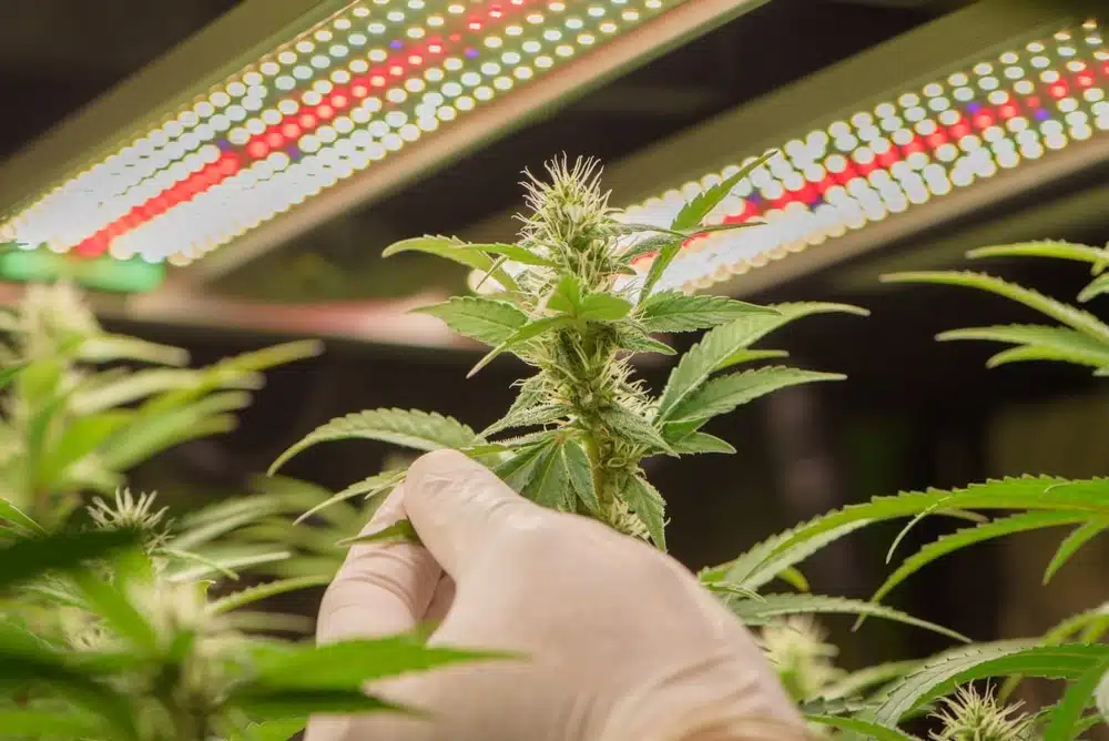 grow ak-47 strain indoor