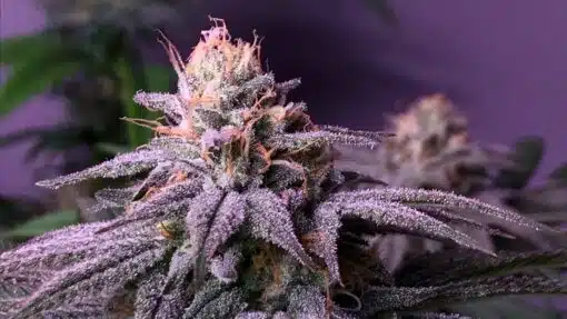 Auto flowering Blueberry Cannabis Seeds | Blueberry Strain | The Seed Fair