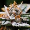 Dutch Treat Feminized Cannabis Seeds | Dutch Treat Strain | The Seed Fair