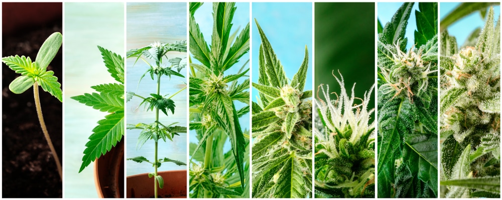 7 Panels showing different growth stages of the Dutch Treat strains