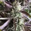 Gelato Seeds | Buy Gelato Cannabis Seeds Online | The Seed Fair