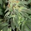 Ice Wreck Feminized Cannabis Seeds | Ice Wreck Strain | The Seed Fair