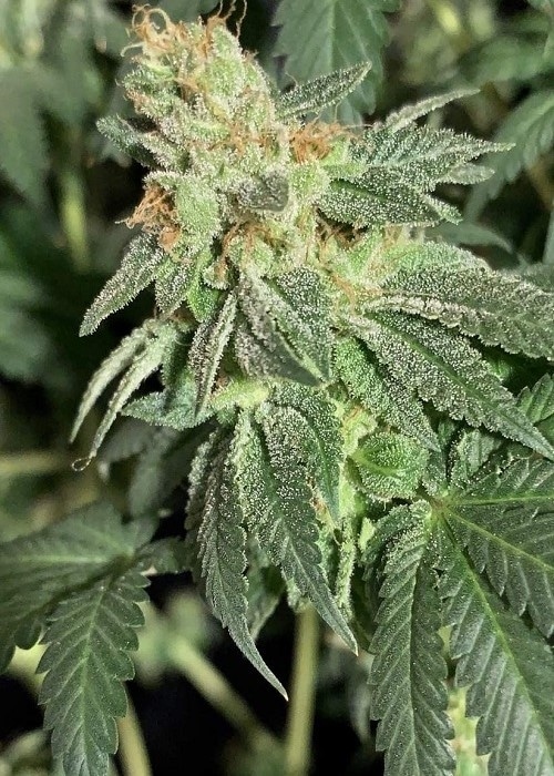 Ice Wreck Feminized Cannabis Seeds | Ice Wreck Strain | The Seed Fair