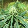 Malawi Gold Feminized Cannabis Seeds | Malawi Strain | The Seed Fair