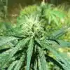 Malawi Gold Feminized Cannabis Seeds |  Malawi Strain | The Seed Fair | The Seed Fair Malawi Gold Feminized Cannabis Seeds | Malawi Strain | The Seed Fair