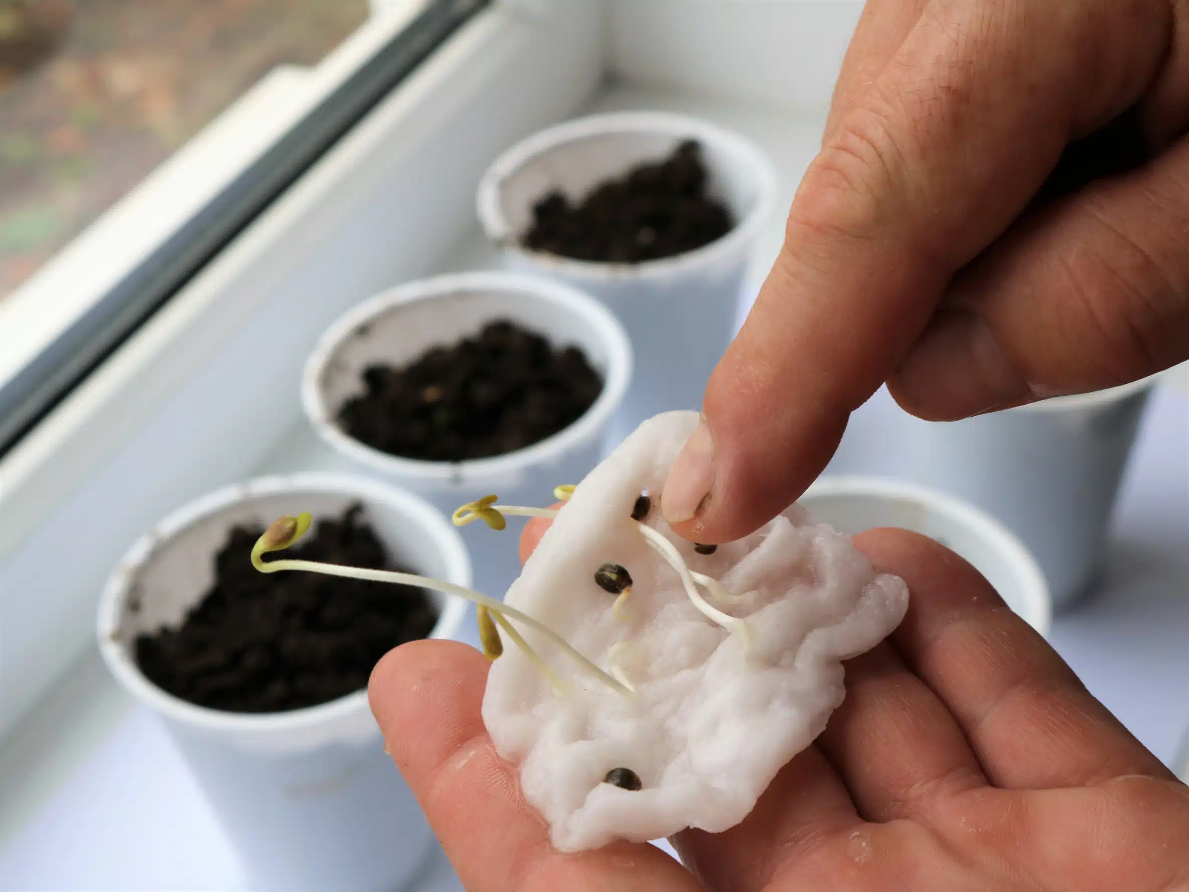 germinate OG Kush seeds