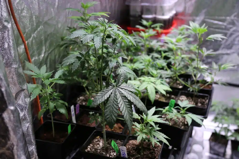 OG Kush vegetative stage