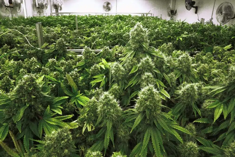 The-Seed-Pharm-Marijuana-Seeds-For-Sale-Grow-Big-Plants-1200x800 | The Seed Fair