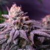 Auto flowering Blueberry Cannabis Seeds | Blueberry Strain | The Seed Fair