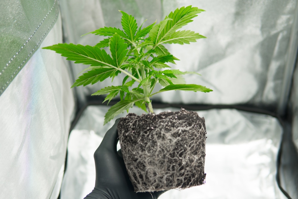 Young Dutch Treat cannabis plant growing in a well-maintained grow tent in Florence, Italy. The plant's bright green leaves contrast against the tent's reflective interior, and small seeds can be spotted at the base of the plant, indicative of its promising future growth.