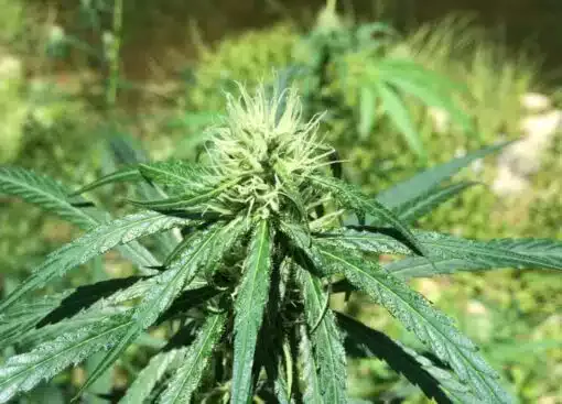 Malawi Gold Feminized Cannabis Seeds | Malawi Strain | The Seed Fair