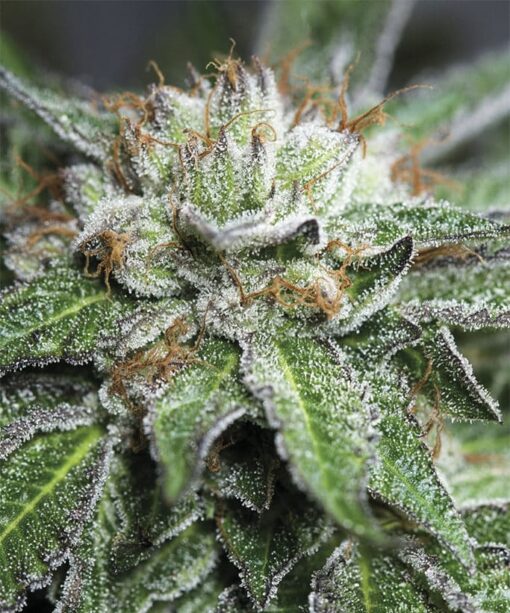 Bubba Kush Feminized Cannabis Seeds | Bubba Kush Strain | The Seed Fair