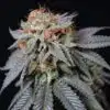 California Dream Feminized Cannabis Seeds | California Dream Strain | The Seed Fair