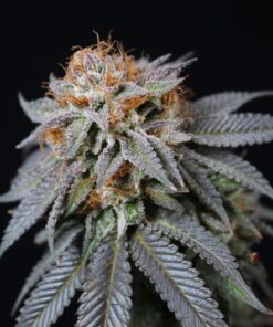 California Dream Feminized Cannabis Seeds | California Dream Strain | The Seed Fair