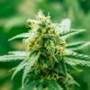 CBD Harlequin Cannabis Seeds | Harlequin Strain | The Seed Fair