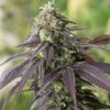 Headband Feminized Cannabis Seeds | Headband Strain | The Seed Fair