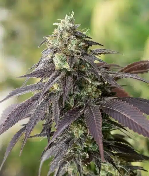 Headband Feminized Cannabis Seeds | Headband Strain | The Seed Fair