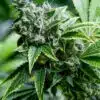 Mix Pack Feminized Cannabis Seeds | The Seed Fair
