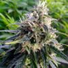 Northern Lights Feminized Cannabis Seeds | Northern Lights Strain | The Seed Fair