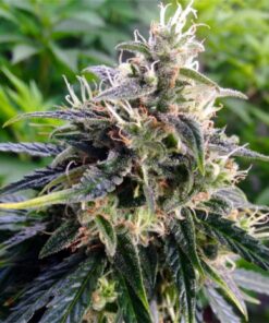 Northern Lights Feminized Cannabis Seeds | Northern Lights Strain | The Seed Fair