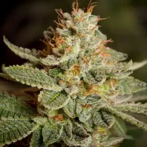 Sour Diesel Feminized Cannabis Seeds | Sour Diesel Strain | The Seed Fair