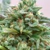 Strawberry CBD Cannabis Seeds | Strawberry Strain | The Seed Fair