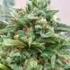Strawberry CBD Cannabis Seeds | Strawberry Strain | The Seed Fair