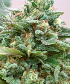 Strawberry CBD Cannabis Seeds | Strawberry Strain | The Seed Fair