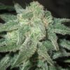 Trainwreck Auto Flower Cannabis Seeds | The Seed Fair