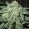 Trainwreck Auto Flower Cannabis Seeds | The Seed Fair | The Seed Fair Trainwreck Auto Flower Cannabis Seeds | The Seed Fair