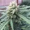 CBD Critical Mass