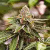 Girl Scout Cookie
