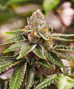 Girl Scout Cookie