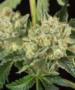 Honey OG Feminized Cannabis Seeds | Honey OG Strain | The Seed Fair