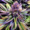Purple Kush Feminized Cannabis Seeds | Purple Kush Strain | The Seed Fair