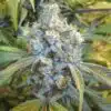 Super Silver Haze Feminized Cannabis Seeds | Super Silver Haze Strain | The Seed Fair