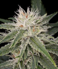 White Widow Feminized Cannabis Seeds | White Widow Strain | The Seed Fair