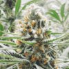 Amnesia Haze Auto Flower Cannabis Seeds | Amnesia Haze Strain | The Seed Fair