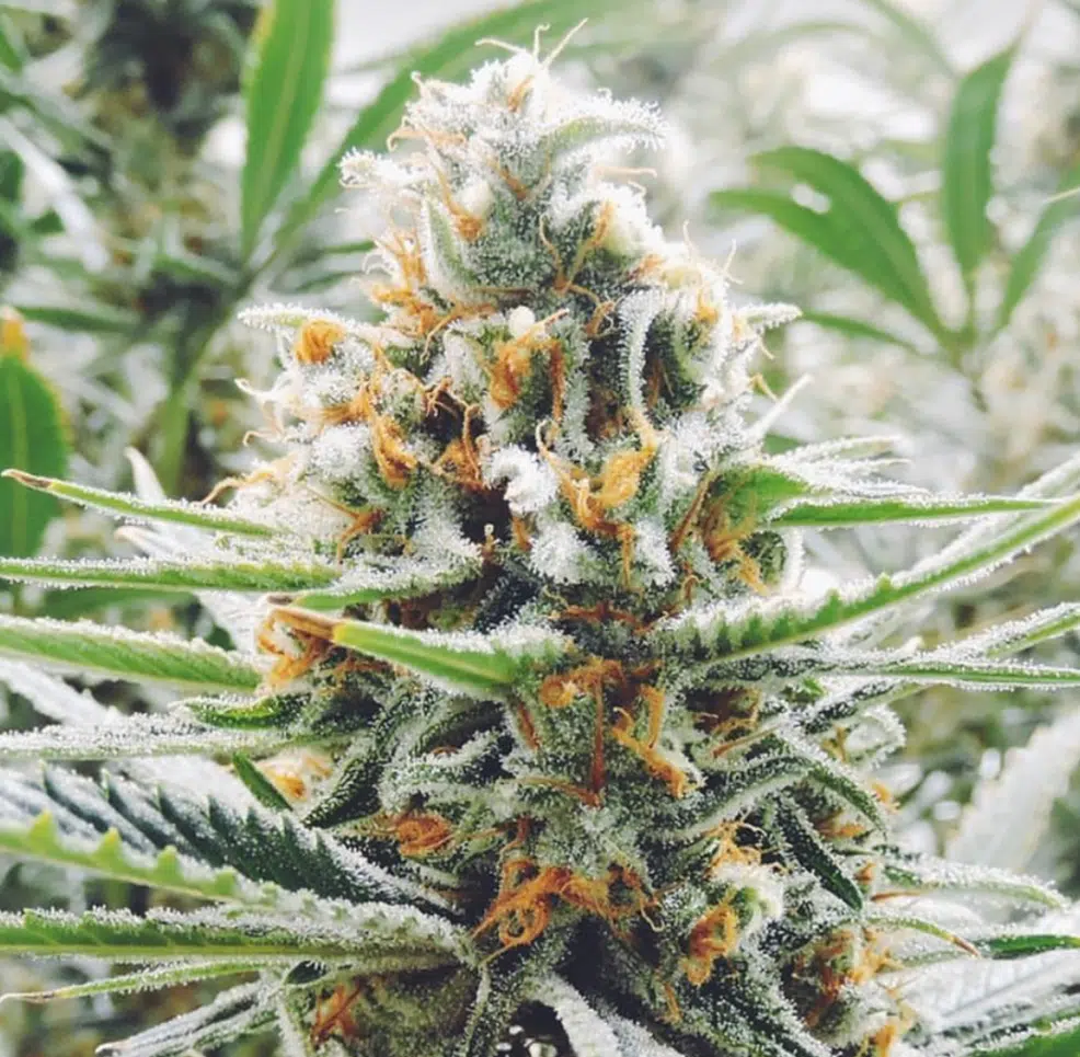 Amnesia Haze Auto Flower Cannabis Seeds | Amnesia Haze Strain | The Seed Fair | The Seed Fair Amnesia Haze Auto Flower Cannabis Seeds | Amnesia Haze Strain | The Seed Fair