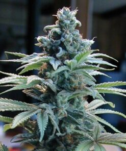 Blue Cheese Auto Flower Cannabis Seeds | Blue Cheese Strain | The Seed Fair