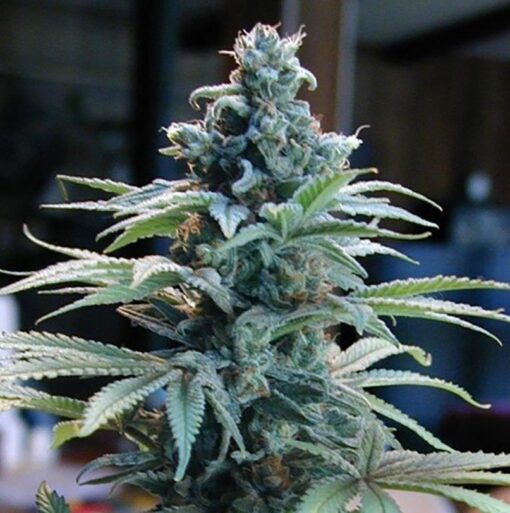 Blue Cheese Auto Flower Cannabis Seeds | Blue Cheese Strain | The Seed Fair