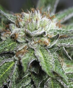 Bubba Kush Feminized Cannabis Seeds | Bubba Kush Strain | The Seed Fair