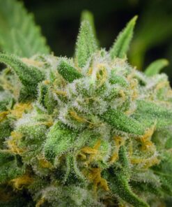 Green Crack Auto flower Cannabis Seeds | Green Crack Strain | The Seed Fair