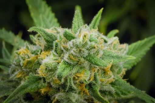 Green Crack Auto flower Cannabis Seeds | Green Crack Strain | The Seed Fair
