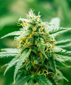 CBD Harlequin Cannabis Seeds | Harlequin Strain | The Seed Fair